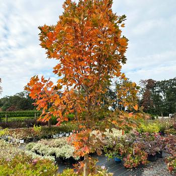 Acer saccharum 'Green Mountain' 