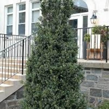 Buxus sempervirens 'Dee Runk' 