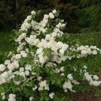 Viburnum plicatum f. plicatum 'Popcorn' 