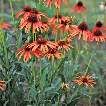 Echinacea Meadowbrite™ Orange