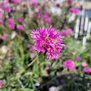 Gomphrena globosa