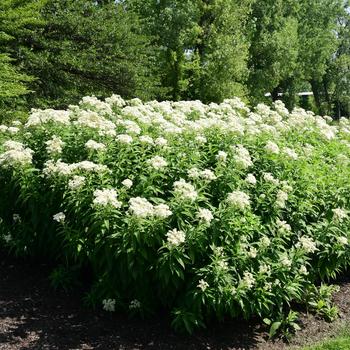 Eupatorium maculatum 'Summer Snow'