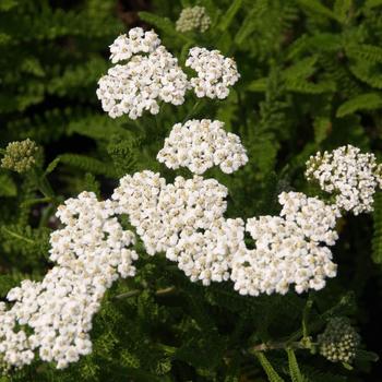 Achillea millefolium 'Sonoma Coast' 