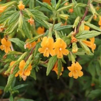 Mimulus aurantiacus