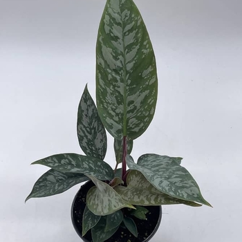 Apoballis acuminatissima 'Lavallaei' 