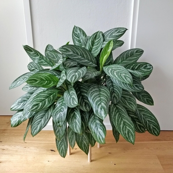 Aglaonema 'Stripes'