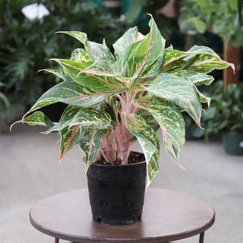 Aglaonema 'Dazzling Gem'