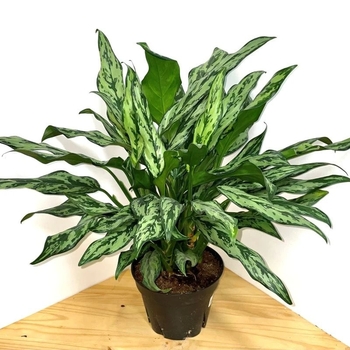 Aglaonema 'Juliette'