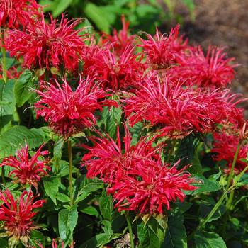 Monarda didyma 'Fire Marshall' PP23286