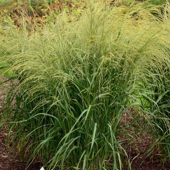 Panicum amarum 'Bad Hair Day' 