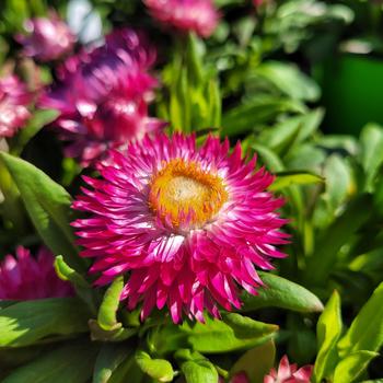 Bracteantha bracteata