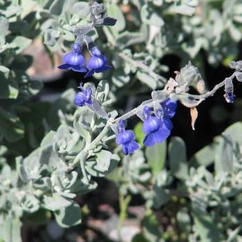 Salvia chamaedryoides