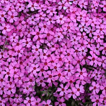 Phlox 'Early Bird'