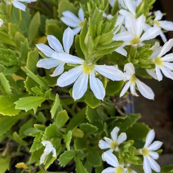 Scaevola aemula 'White Wonder' 