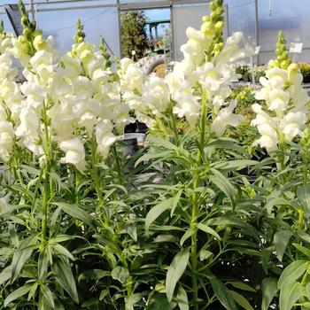 Antirrhinum majus nanum