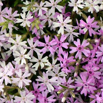 Phlox 'Perfectly Puzzling'