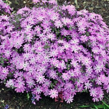 Phlox 'Pink Parasol'