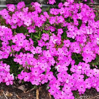 Phlox x procumbens 'Pink Profusion'