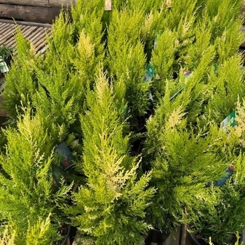 Cupressus macrocarpa 'SnowCrest' 