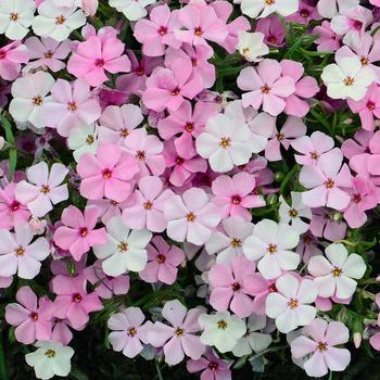 Phlox 'Strawberries and Cream'