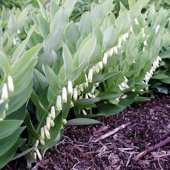 Polygonatum 'Prince Charming' 