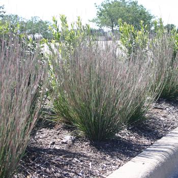 Schizachyrium scoparium 'Carousel' (247296)