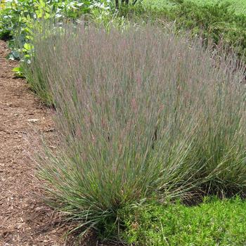 Schizachyrium scoparium 'Carousel' 