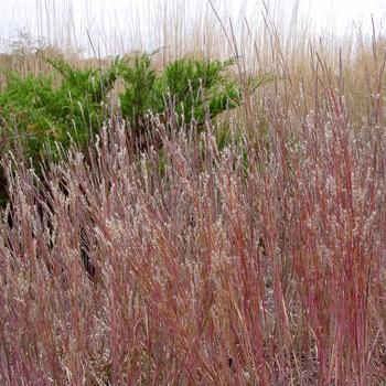 Schizachyrium scoparium 'Carousel' (247298)