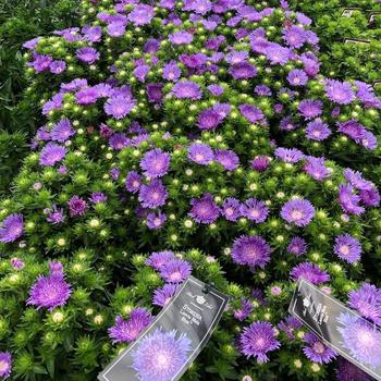 Stokesia laevis 'Mini Mels'