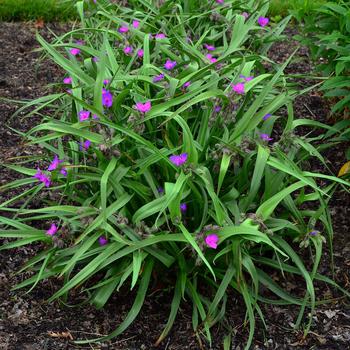 Tradescantia 'Tough Love'