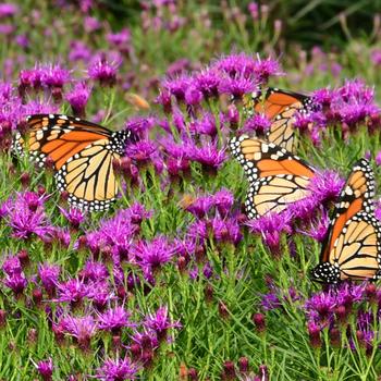 Vernonia 'Summer's End'