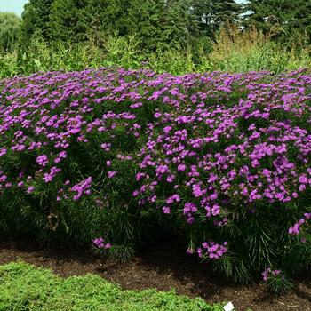 Vernonia 'Summer's Surrender'