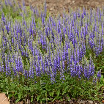 Veronica 'Blue Sprite'