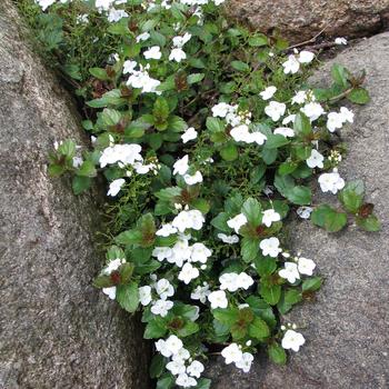 Veronica 'Whitewater'