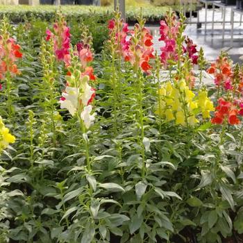 Antirrhinum majus 'Mix' 