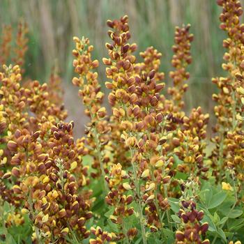 Baptisia 'Honey Roasted' 