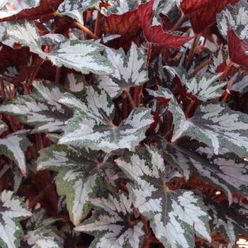 Begonia rex-cultorum Bewitched™ White