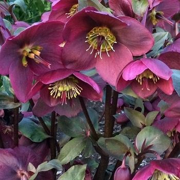 Helleborus orientalis