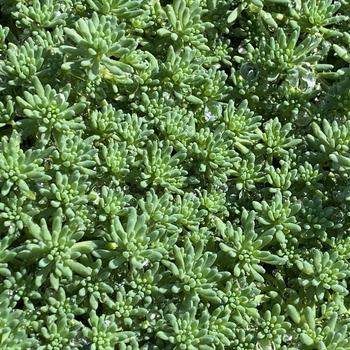 Sedum hispanicum