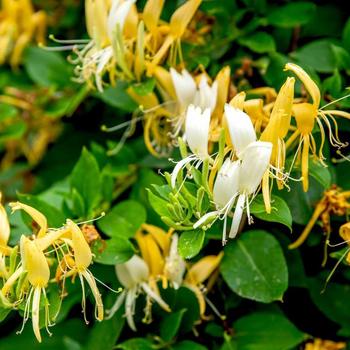 Lonicera japonica