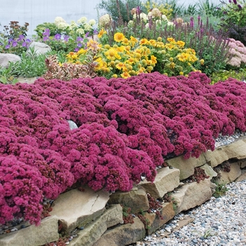 Sedum 'Sapphire Tuffet' 