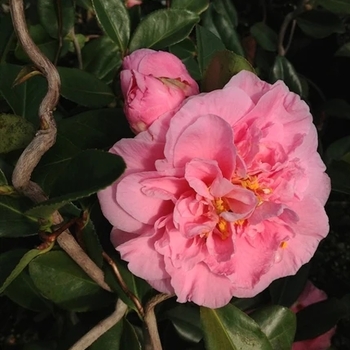 Camellia sasanqua 'Yuletide' 