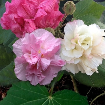 Hibiscus mutabilis