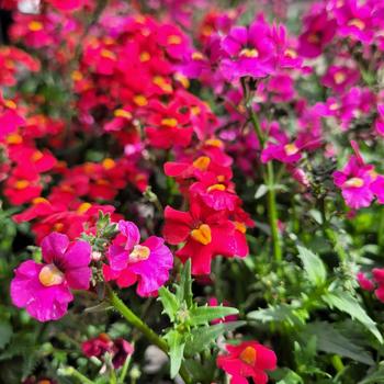 Nemesia fruticans 'Series' 