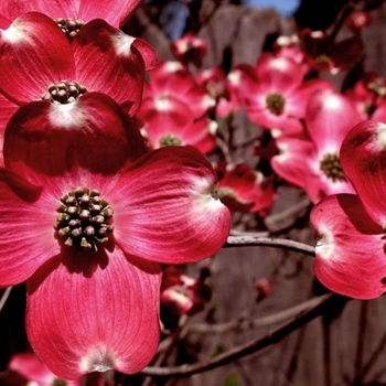 Cornus florida 'American Beauty Red' 