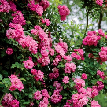 Rosa 'Peggy Martin' 