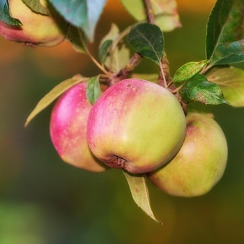 Malus domestica 'Golden Dorsett' 