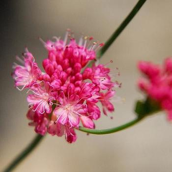 Eriogonum grande var. rubescens