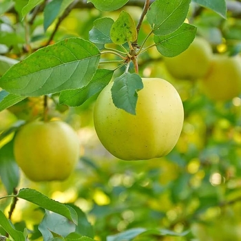 Malus domestica 'Ein Shemer' 