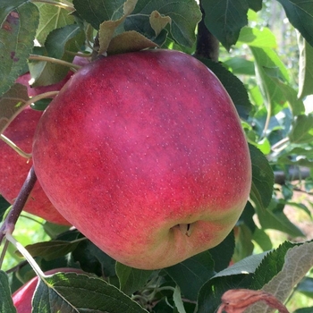 Malus domestica 'Mollie's Delicious' 